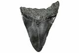 Fossil Megalodon Tooth - South Carolina #328757-2